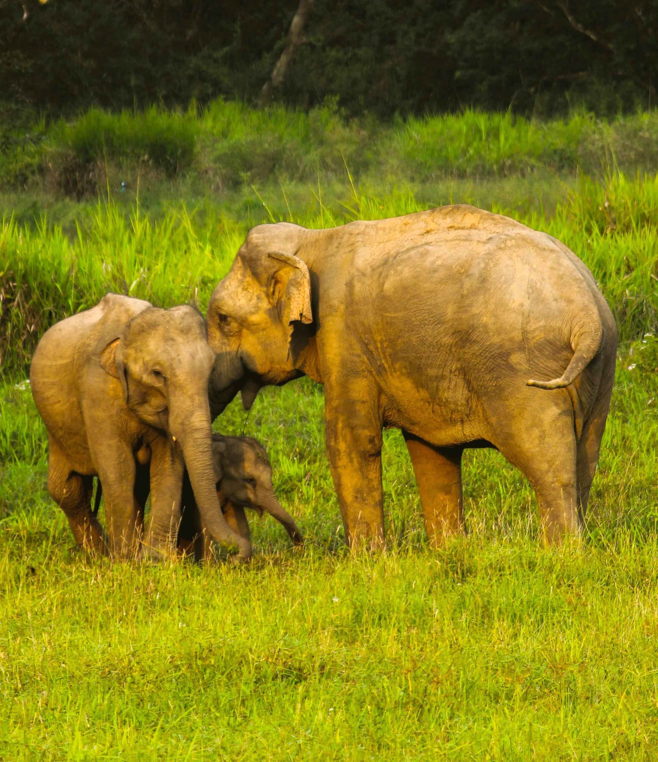 BIRDS & WILDLIFE OF SRI LANKA